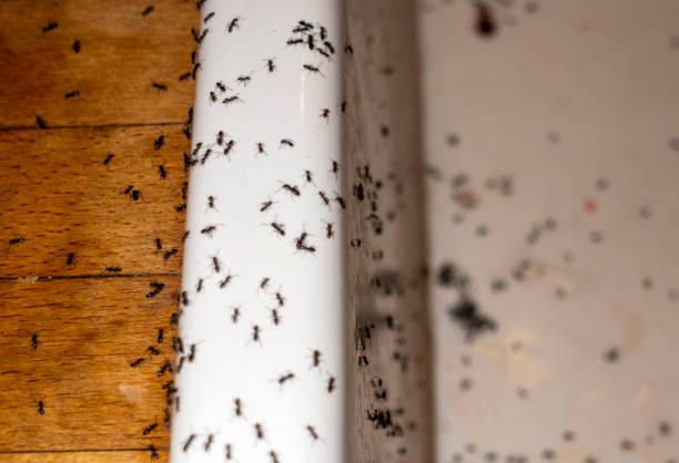 Best Spider Control Near Me  in Coralville, IA