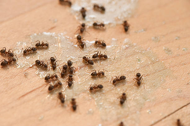 Best Cockroach Control Services  in Coralville, IA